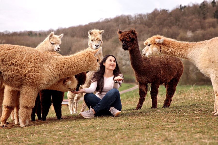 fotoshooting-mit-tier-alpaka